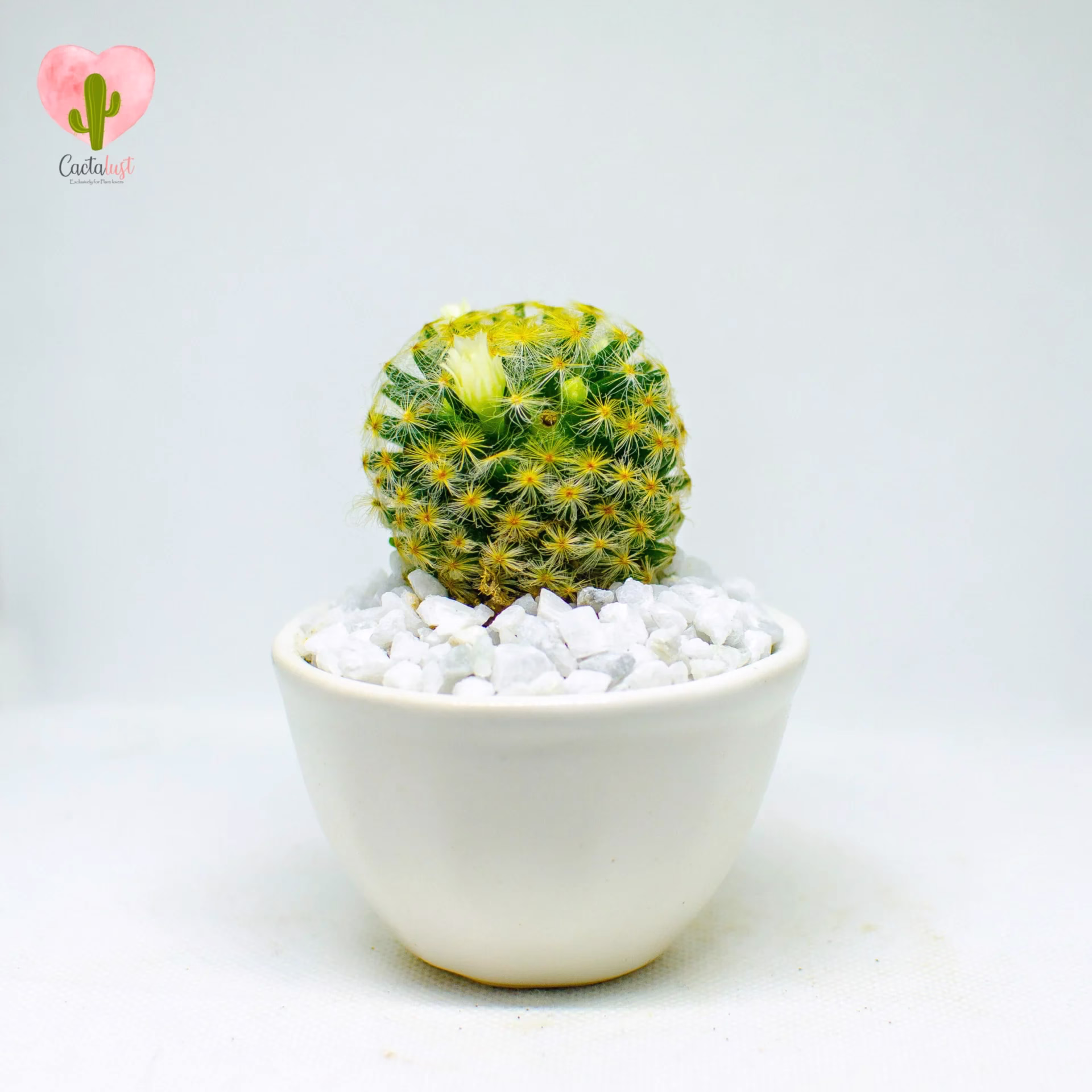 CT0048-PW-M _MNS5243 Schiede's pincushion cactus