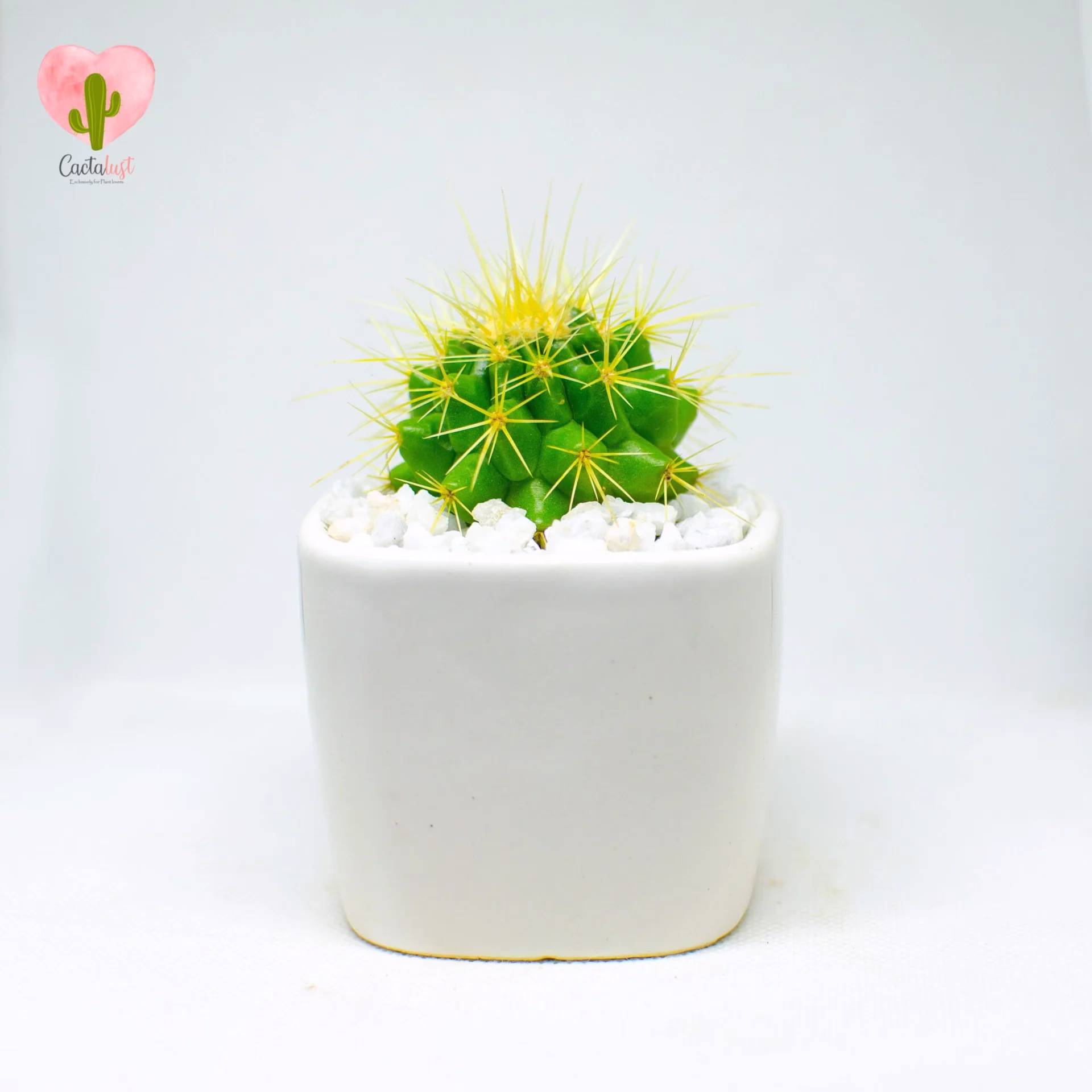 golden barrel cactus