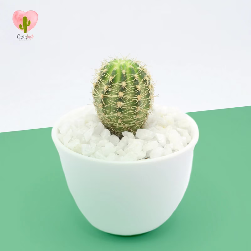 Lobivia- Natural Cactus Potted Plant