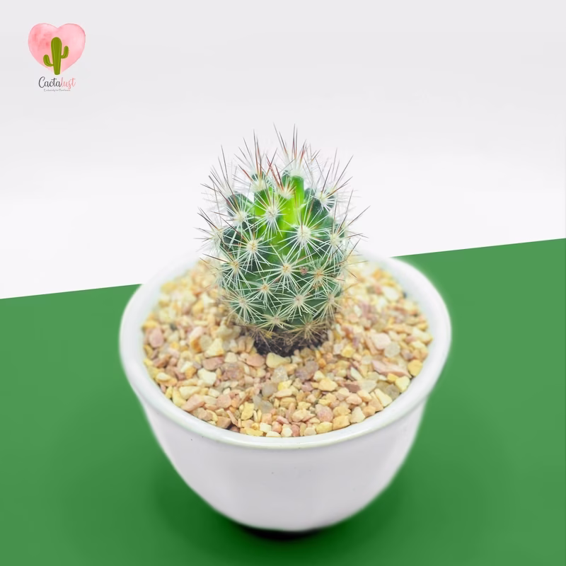 Natural Cactus Potted Plant
