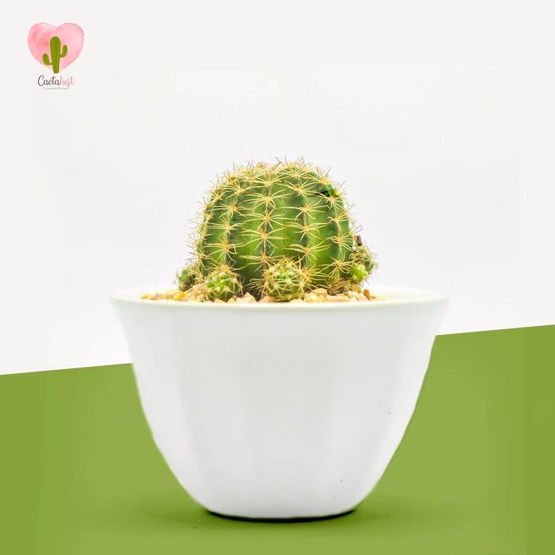 Lobivia (Yellow Flower) - Natural Cactus Potted Plant