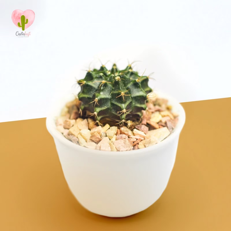 Gymnacalasium - Natural Cactus Potted Plant