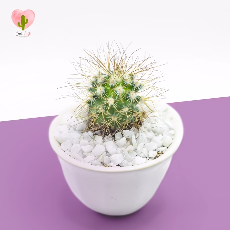 Natural Cactus Potted Plant