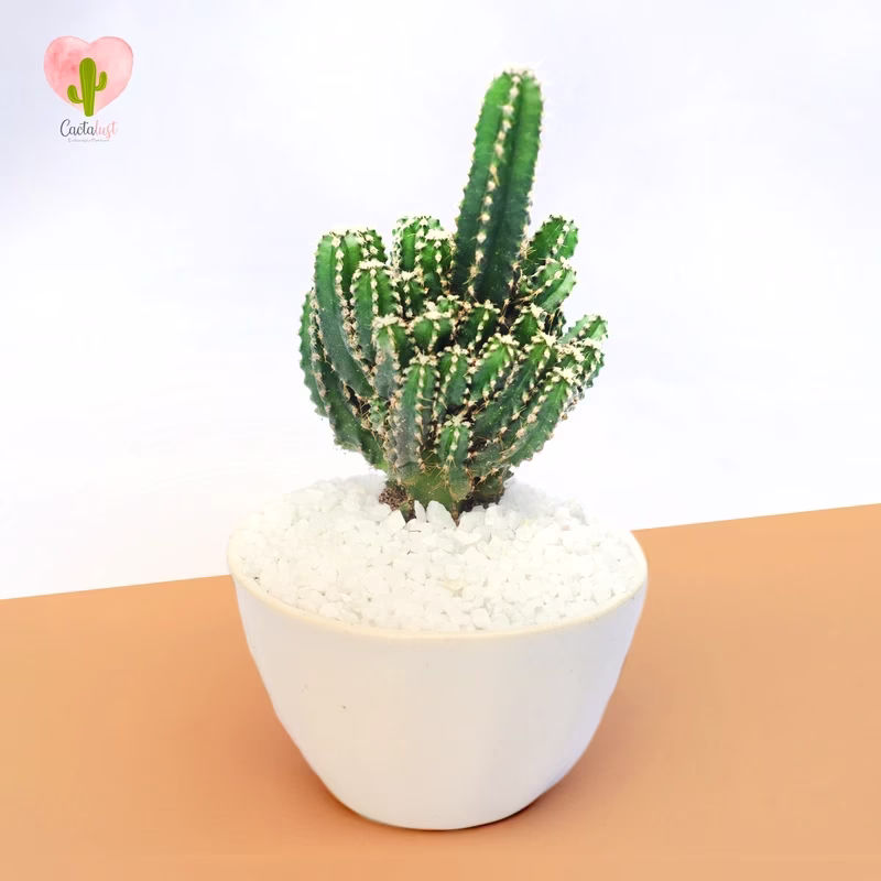 Fairy Castle - Natural Cactus Potted Plant