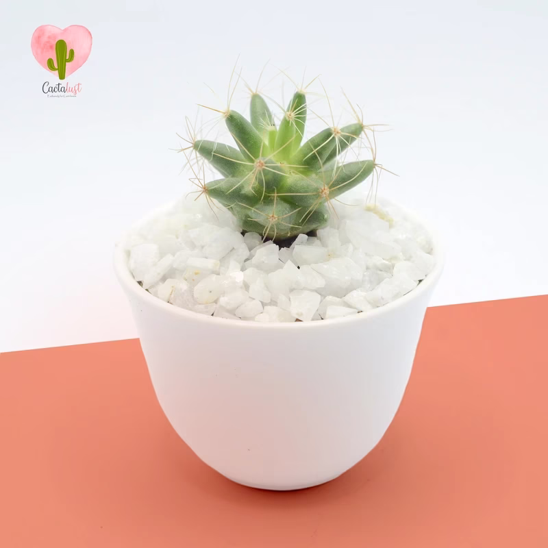 Natural Cactus Potted Plant