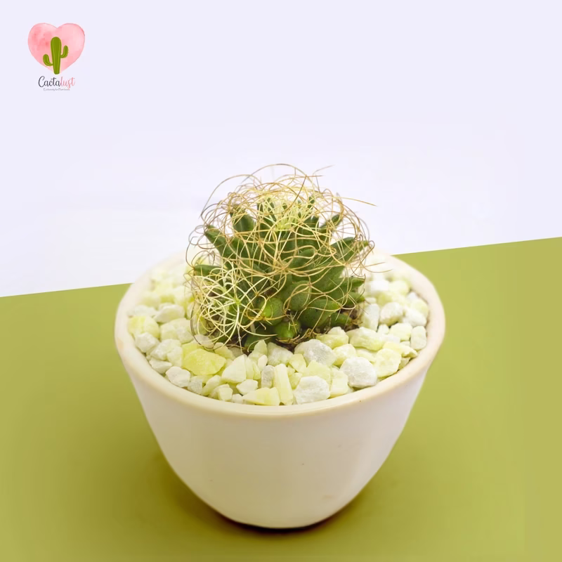 Natural Cactus Potted Plant