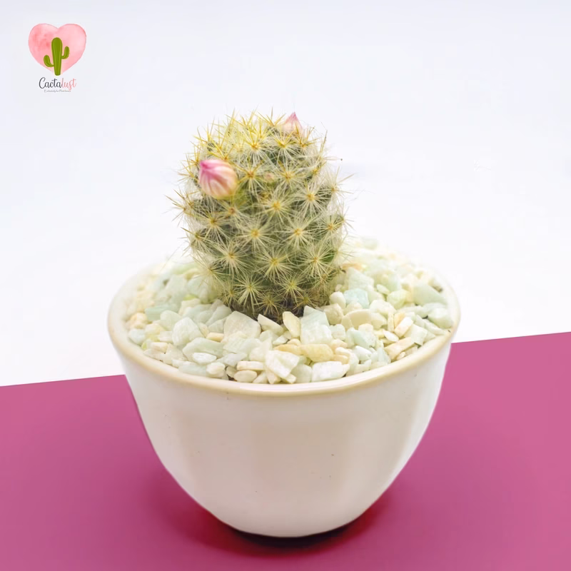 Natural Cactus Potted Plant - Frequent Flowers