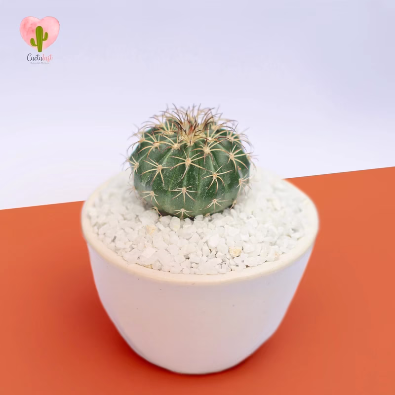Melo - Natural Cactus Potted Plant