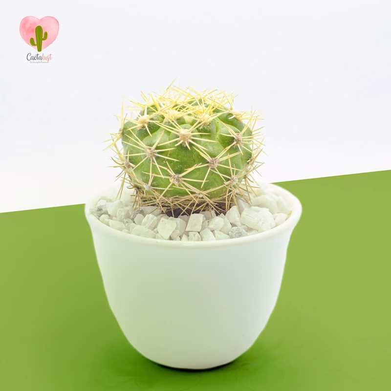 Discocactus Buenekeri - Natural Cactus Potted Plant
