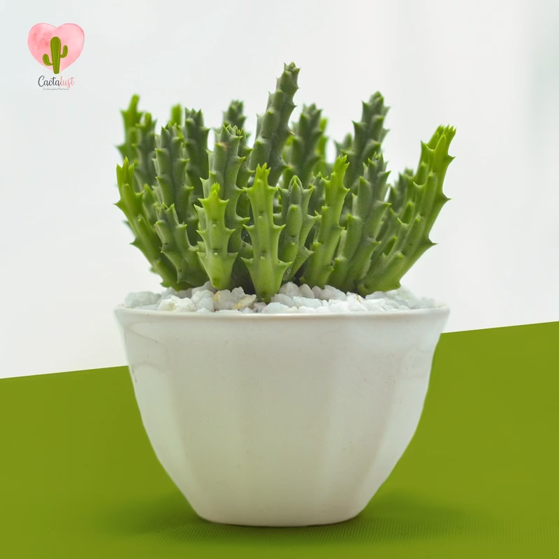 Starfish Cactus - Natural Cactus Potted Plant