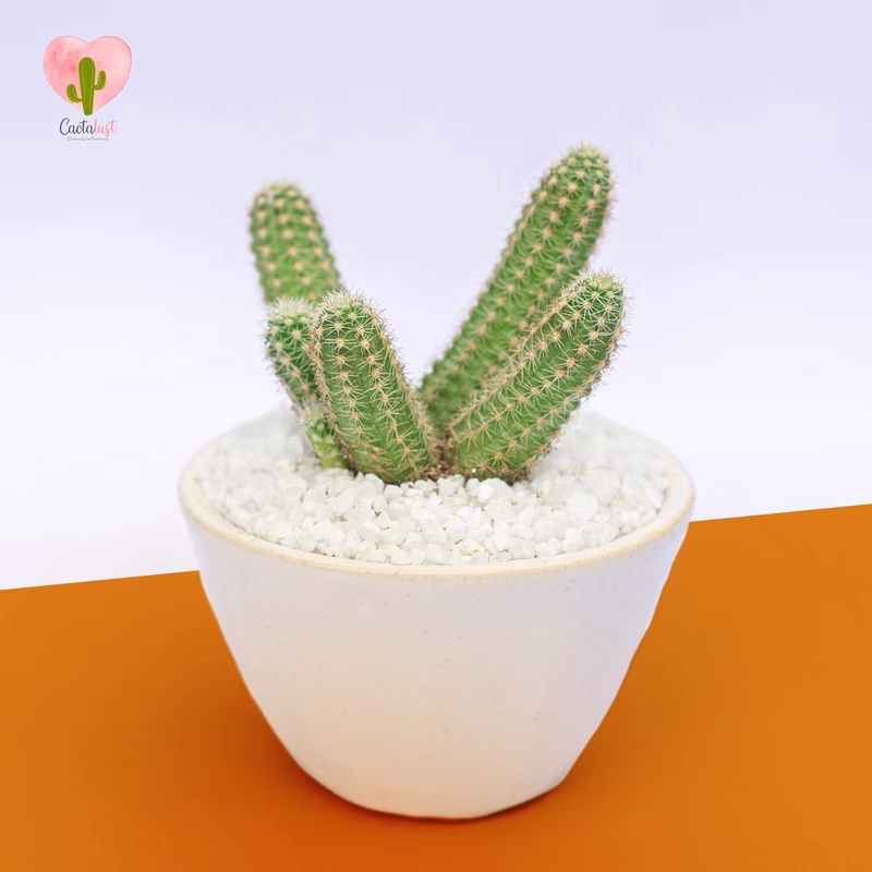 Peanut - Natural Cactus Potted Plant