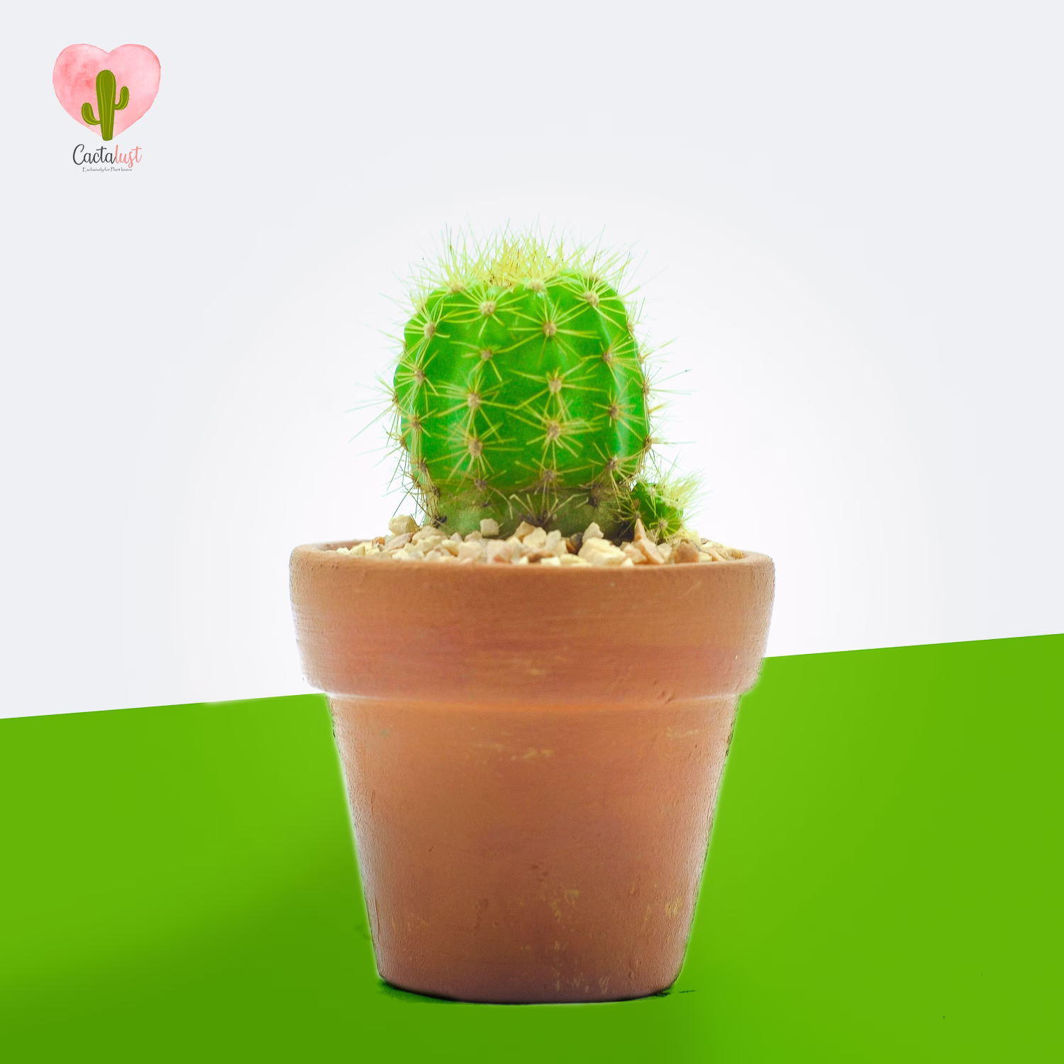 Green Torch Cactus - Natural Cactus Potted Plant