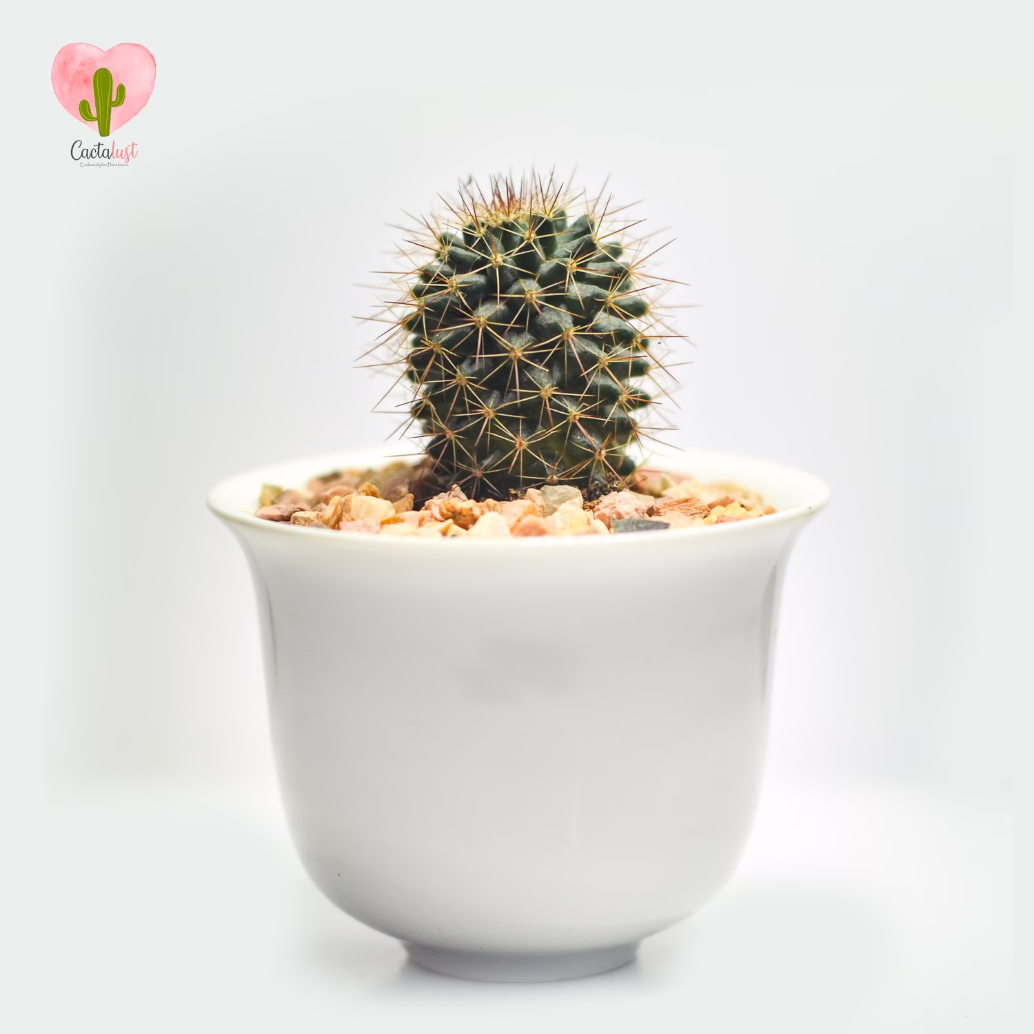 Natural Cactus Potted Plant