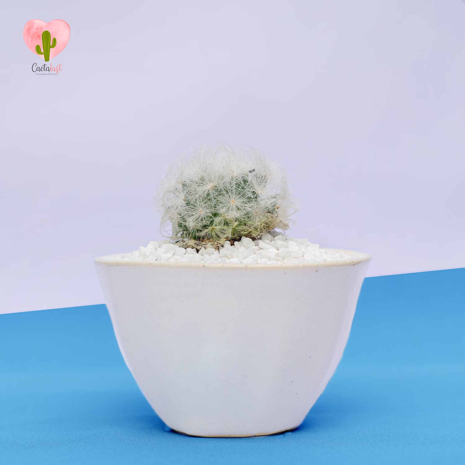 Snow Cone - Natural Cactus Potted Plant