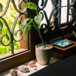 monstera plant on a windowsill